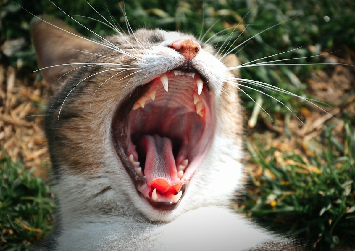 How often should you brush your cat’s teeth?