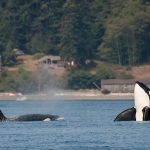 Scientists are baffled after Orcas sink three boats in Europe