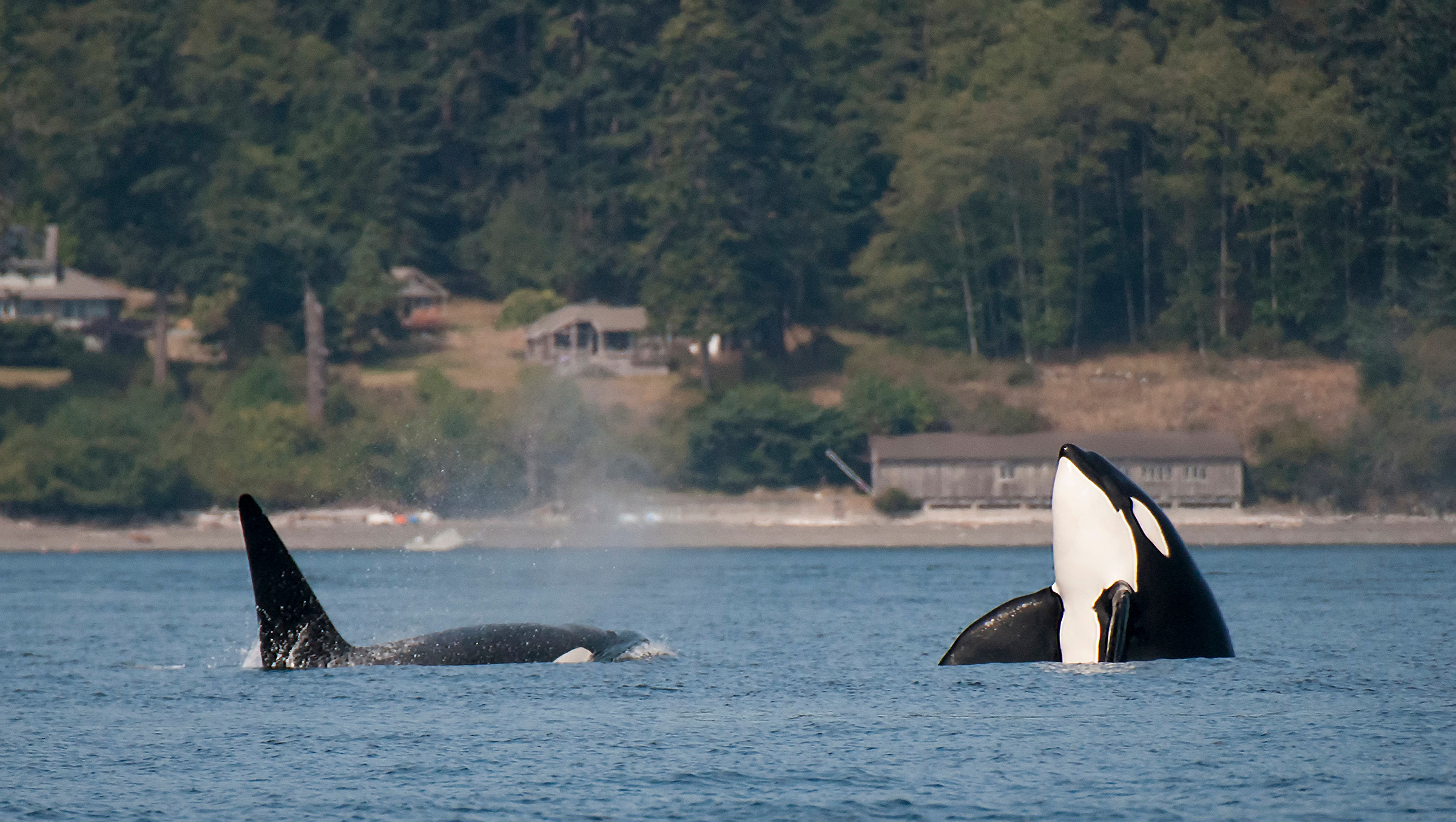 Scientists are baffled after Orcas sink three boats in Europe