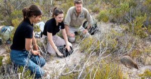 ‘Mini kangaroos’ hop back in South Australia