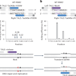 CRISPR-free, strand-selective mitochondrial DNA base editing using a nickase