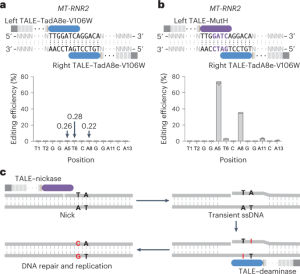 CRISPR-free, strand-selective mitochondrial DNA base editing using a nickase