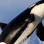 Orcas Sink Another Boat In Europe, And The Behavior Is Spreading