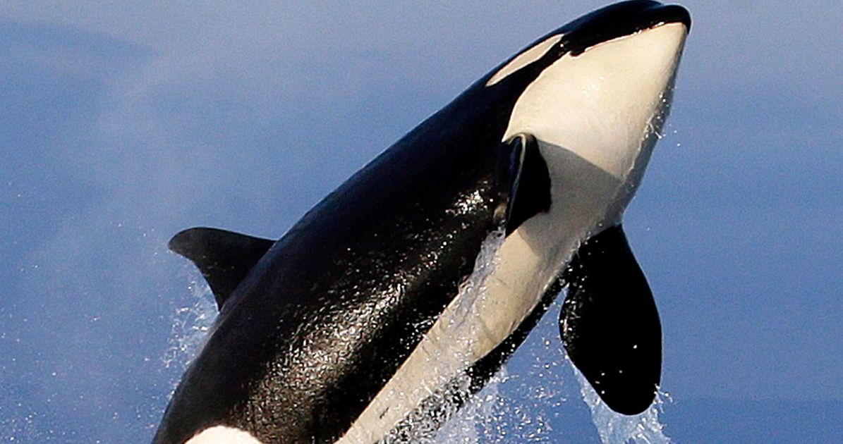 Orcas Sink Another Boat In Europe, And The Behavior Is Spreading