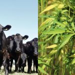 Farmers trial hemp feed for cattle, marron to see if it boosts healthy omegas in the meat