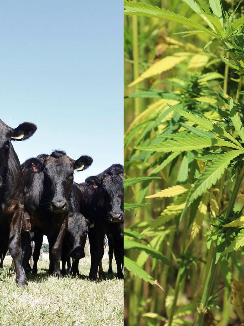 Farmers trial hemp feed for cattle, marron to see if it boosts healthy omegas in the meat