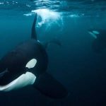 Orcas sank three boats in southern Europe in the last year. Scientists have no idea why