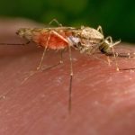 Malaria cases in US prompt alert from health officials