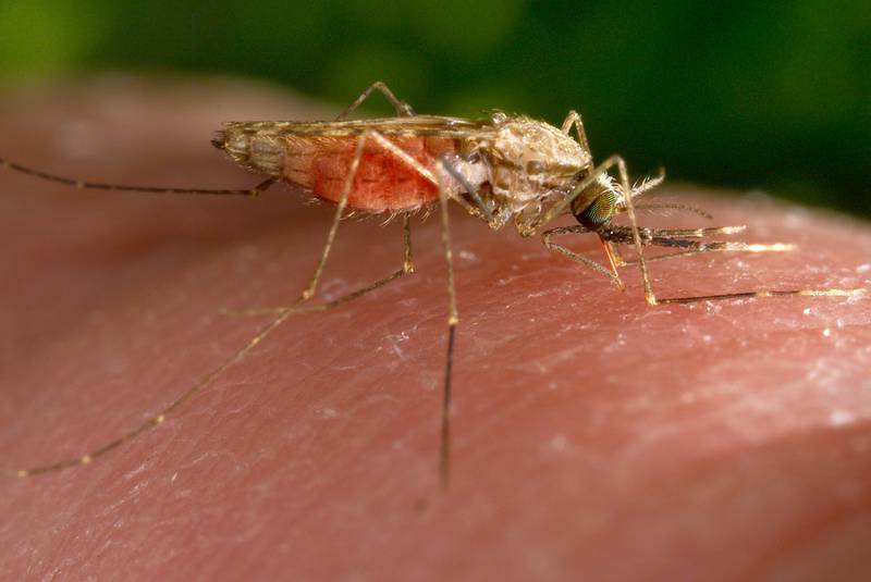 Malaria cases in US prompt alert from health officials