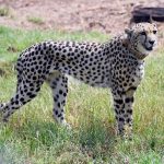 India should fence habitats; worst still to come: Cheetah project expert