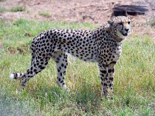 India should fence habitats; worst still to come: Cheetah project expert