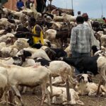 PHOTO: Abuja Ram Markets Suffer Low Patronage