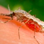 Florida Issues Health Advisory After 4 Contract Malaria