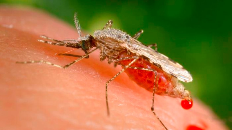 Florida Issues Health Advisory After 4 Contract Malaria