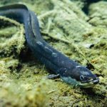 Conservationists aim to save critically endangered European eels on Italy’s Po River