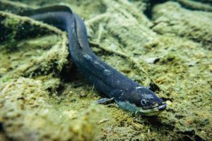 Conservationists aim to save critically endangered European eels on Italy’s Po River