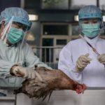 Scientists isolate human gene able to fend off most bird flu viruses