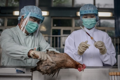 Scientists isolate human gene able to fend off most bird flu viruses