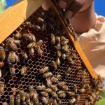 Residents fight feral honey bees taking over native wildlife homes