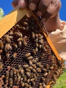 Residents fight feral honey bees taking over native wildlife homes