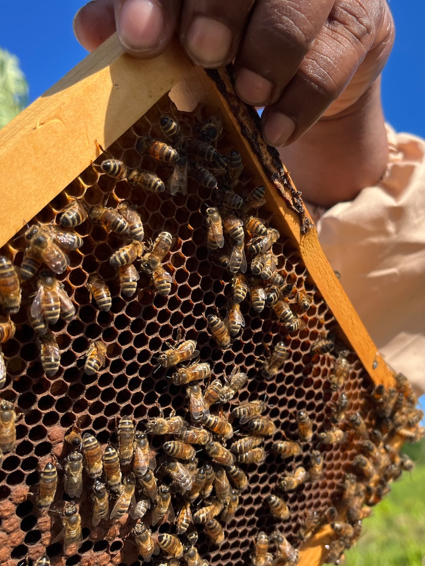 Residents fight feral honey bees taking over native wildlife homes