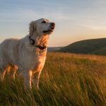 Datamars Acquires Kippy — Advanced Tracking Technology Offers Pet Owners Peace of Mind