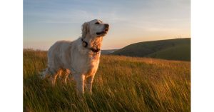 Datamars Acquires Kippy — Advanced Tracking Technology Offers Pet Owners Peace of Mind