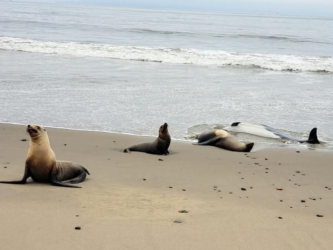 What’s killing the sea lions on some of America’s safest beaches?