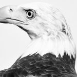 How the Eagle Became an Emblem of American Freedom