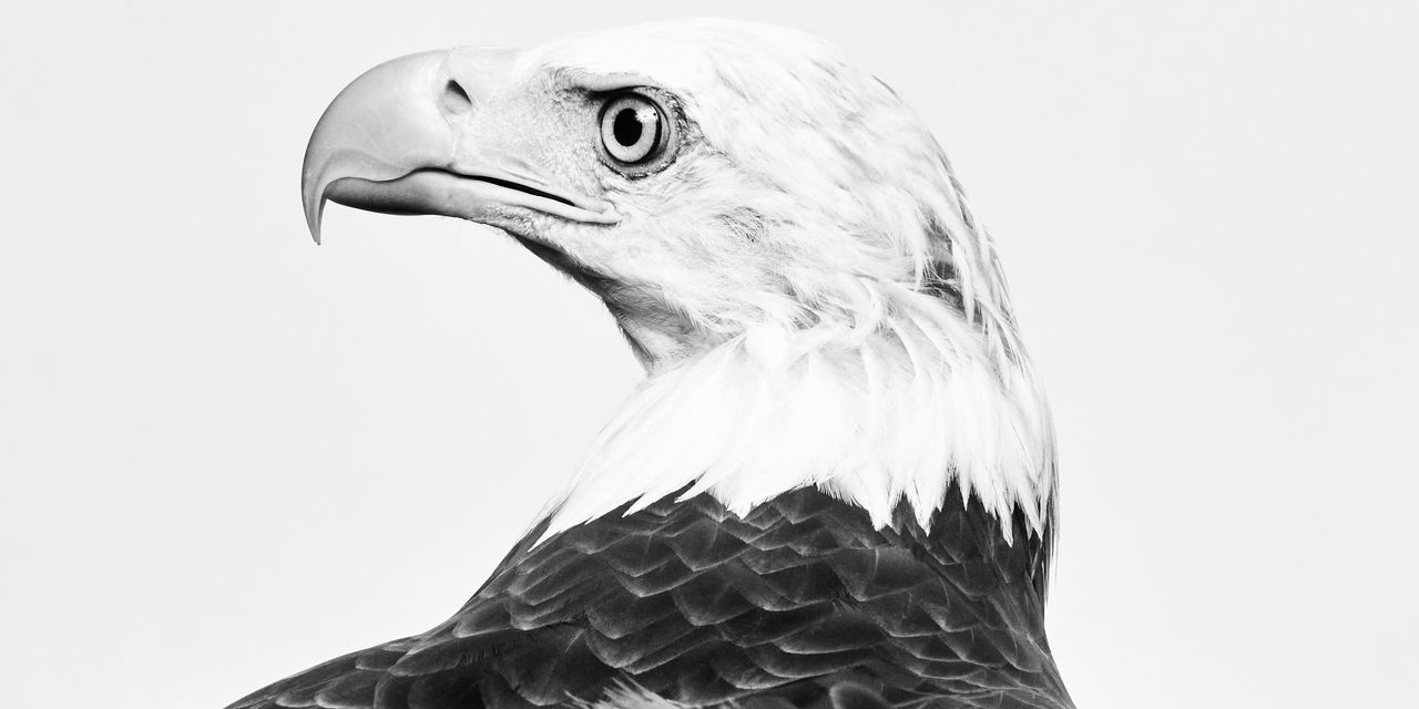 How the Eagle Became an Emblem of American Freedom