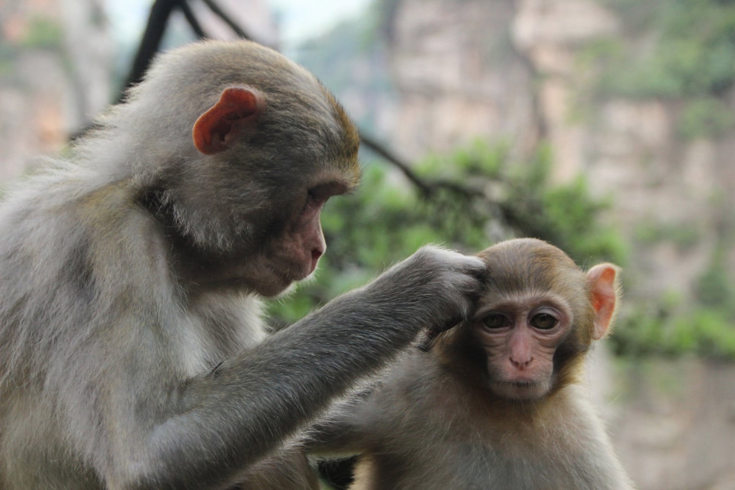 Monkeys and pigs overrun Southeast Asia, posing health risks