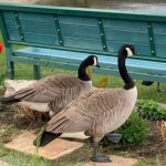 Geese have taken over a B.C. beach. Enter: the Dog Squad