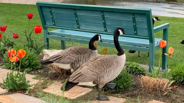 Geese have taken over a B.C. beach. Enter: the Dog Squad