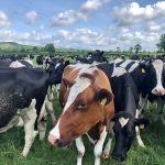 ‘It’s almost like the grass was jumping out at you’: The benefits of grass-fed dairy