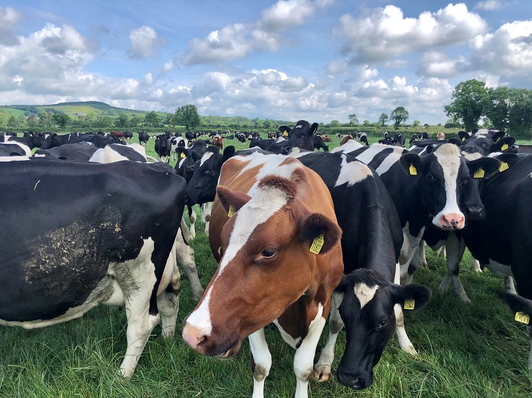 ‘It’s almost like the grass was jumping out at you’: The benefits of grass-fed dairy