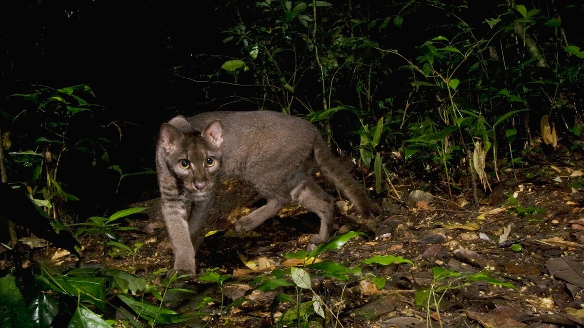 This mysterious cat is threatened. A deceptively simple plan could save it.