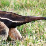 Can the EU’s deforestation law save Argentina’s Gran Chaco from soy?