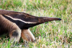 Can the EU’s deforestation law save Argentina’s Gran Chaco from soy?