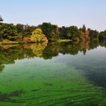 Blue-green algae detected in Whitson Lake, Helen Bay