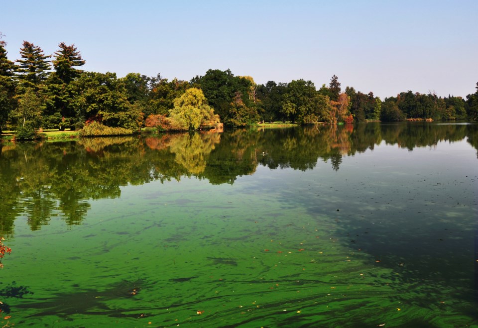 Blue-green algae detected in Whitson Lake, Helen Bay