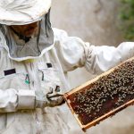 Sweet success: Jordan’s beekeepers busy as honey demand soars