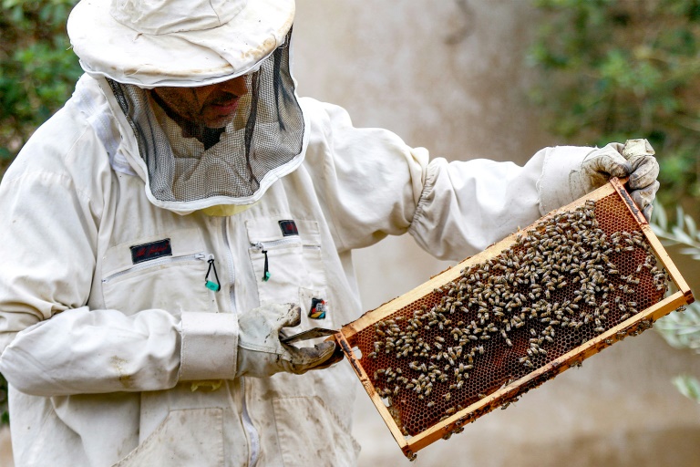 Sweet success: Jordan’s beekeepers busy as honey demand soars