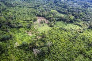 Tap African knowledge and culture for Congo Basin forest conservation (commentary)