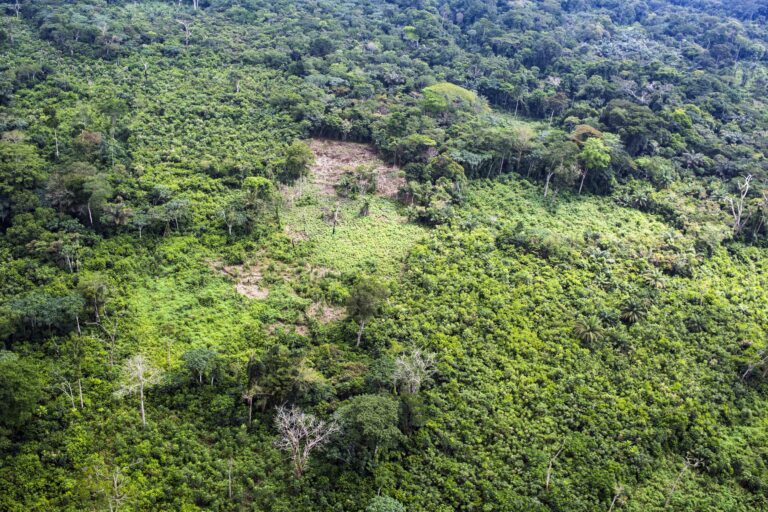 Tap African knowledge and culture for Congo Basin forest conservation (commentary)