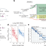 High-throughput RNA isoform sequencing using programmed cDNA concatenation