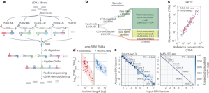 High-throughput RNA isoform sequencing using programmed cDNA concatenation