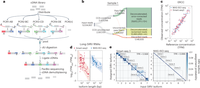 High-throughput RNA isoform sequencing using programmed cDNA concatenation