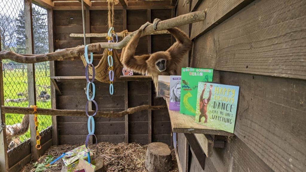 Europe’s oldest lar gibbon Brian celebrates 60th Birthday