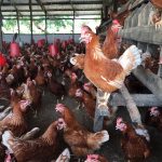 Ghana on high alert over bird flu outbreak in Togo