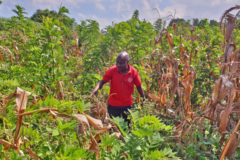 Africa’s land and forest restoration initiative gathers pace in Malawi